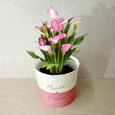 カラーPink（HP-13）【母の日】