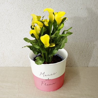 カラーYellow（HP-14）【母の日】