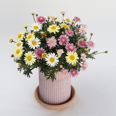 花鉢 マーガレット　トリカラー【母の日】