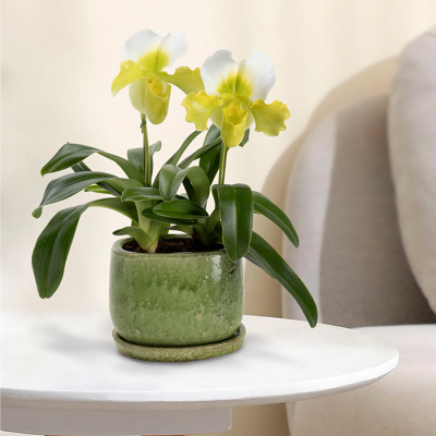 花鉢 パフィオペディラム 女神のスリッパ【年越し・迎春特集】