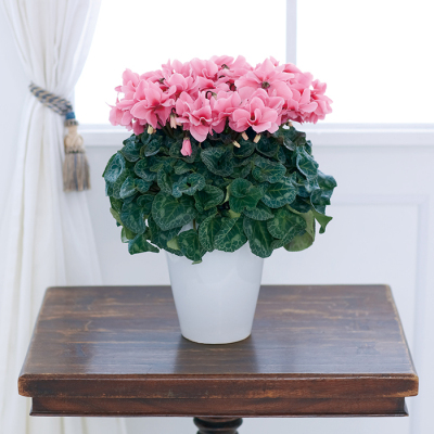 花鉢 シンビジューム ストレート 3本立【年越し・迎春特集】(sg250201