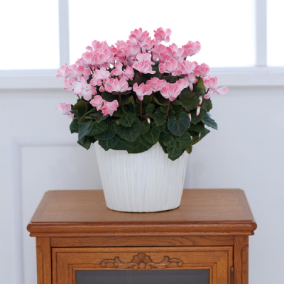 花鉢 シクラメン ウィンクシャワー【年越し・迎春特集】