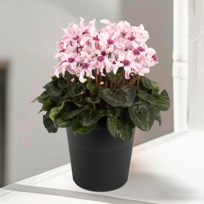 花鉢 シクラメン イリュージアピンクラテ【年越し・迎春特集】