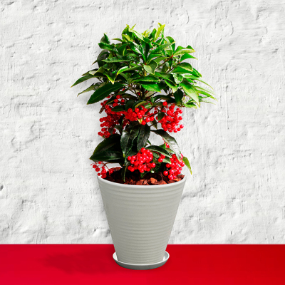 花鉢 万両【年越し・迎春特集】