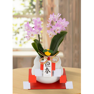 花鉢 ミニ胡蝶蘭鉢 迎春ミニ胡蝶蘭26【年越し・迎春特集】