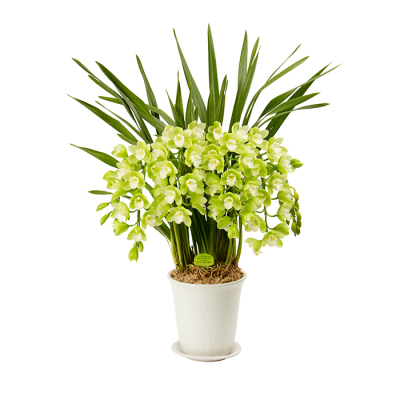 花鉢 シンビジューム マリーローランサン【年越し・迎春特集