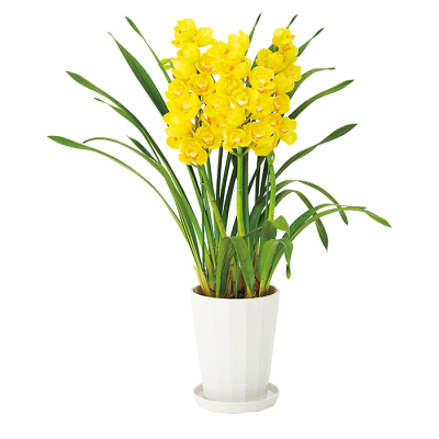 ☆シンビジューム☆マリー・ローランサン☆ストレート型☆8号鉢☆3F☆入手困難☆ ☆シンビジューム☆マリー・ローランサン☆ストレート型☆8号鉢☆3F☆