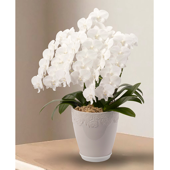 花鉢 ミニ胡蝶蘭鉢 白 氷晶【年越し・迎春特集】(sg250204)｜阪神