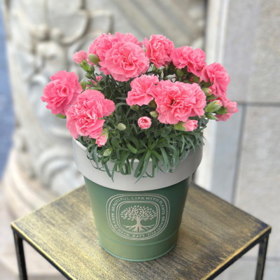 花鉢 カーネーション ピンク系【母の日】