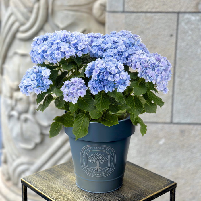 花鉢 アジサイ ユーミートゥギャザー ブルー【母の日】(sg260058