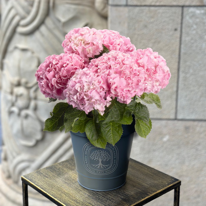 花鉢 アジサイ ふるふるピンク【母の日】(sg260059)｜阪神オンライン