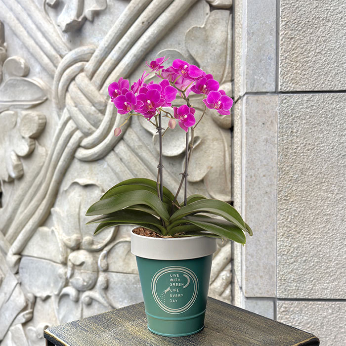 花鉢 ミニ胡蝶蘭 キラキラ【母の日】(sg260061)｜阪神オンライン