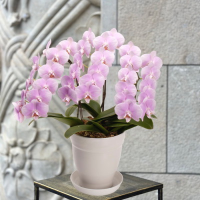 花鉢 ミニ胡蝶蘭 キラキラ【母の日】(sg260061)｜阪神オンライン