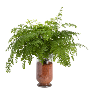 観葉植物  アジアンタム　(sws2607013)