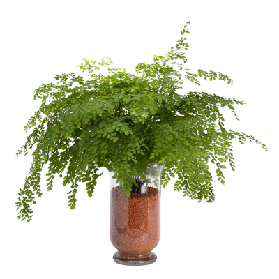 観葉植物  アジアンタム　(sws2607013)