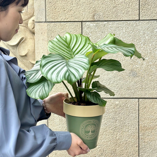 観葉植物  カラテア鉢　オルビフォーリア(sws2607015)