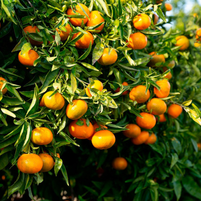 味っ子みかん3kg