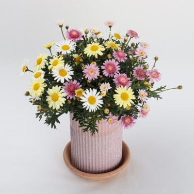 花鉢 マーガレット トリカラー