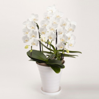 花鉢 ミニ胡蝶蘭 サスティナブルホワイト
