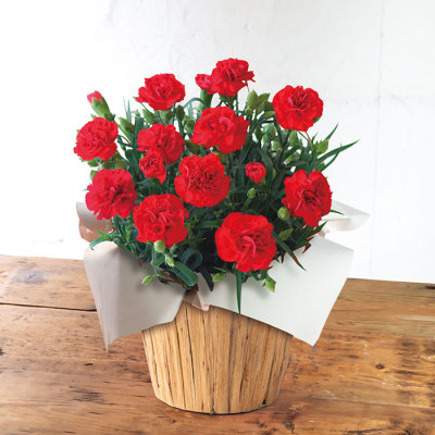 生花モリヒロカーネーション「マンマミーア」