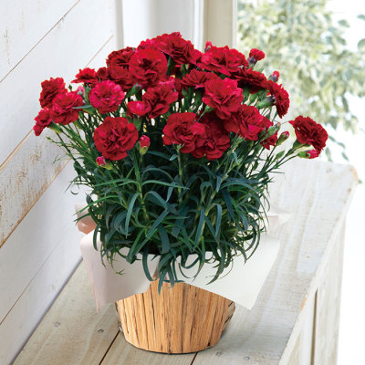 生花モリヒロカーネーション「カシスムース」