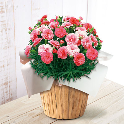 生花モリヒロカーネーション「さくらもなか」