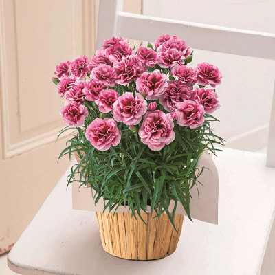 生花モリヒロカーネーション「プラムタルト」