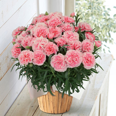 生花モリヒロカーネ「ティーパーティー」