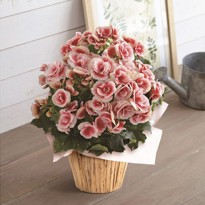 生花ベゴニア「ボリアス」