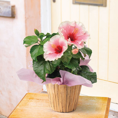 生花ロングライフハイビスカス「グレイス」