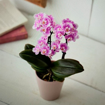 ミディ胡蝶蘭「ダイヤモンドサクラ」2本立