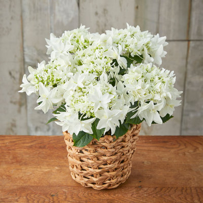 生花アジサイ「月うさぎ」