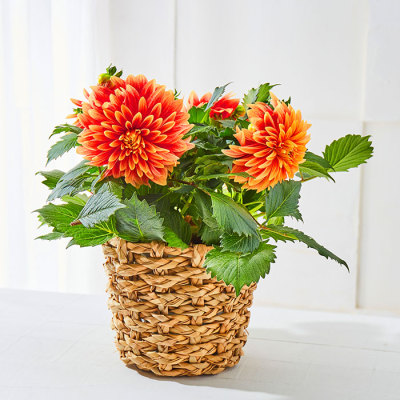 生花ダリア「ロザンナ」