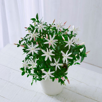 生花ワイルドスタージャスミン