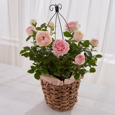 生花バラ「ピエールドゥロンサール」