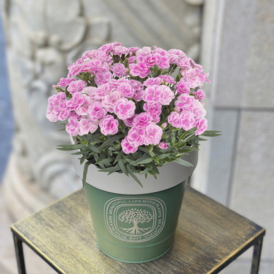 花鉢 カーネーション スイーツライラック