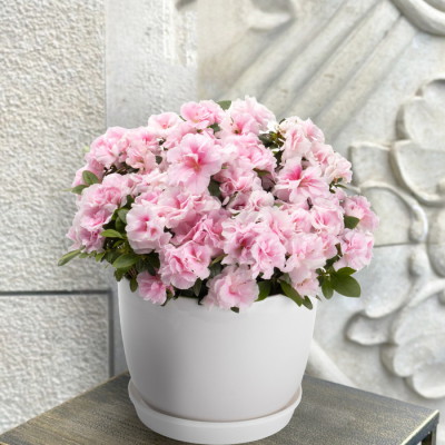 花鉢 アザレア エターナル