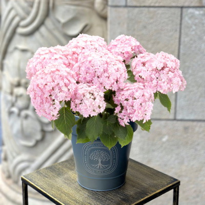 花鉢 アジサイ ひなまつりルナ ピンク