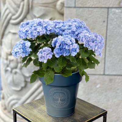 花鉢 アジサイ ユーミートゥギャザー ブルー