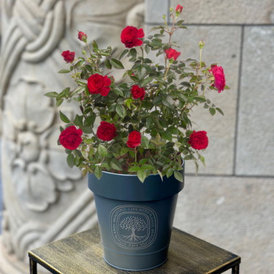 花鉢 バラ レッドキャプテン