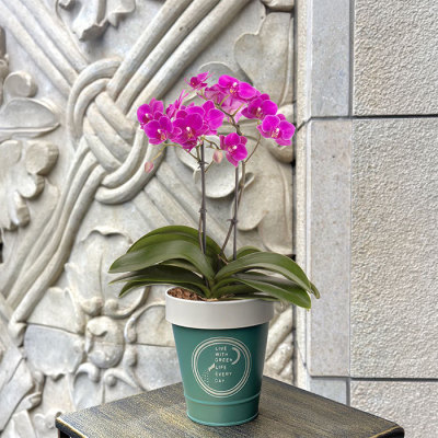 花鉢 ミニ胡蝶蘭 キラキラ