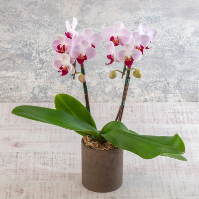 ミディ胡蝶蘭「リトルジェム」2本立ち