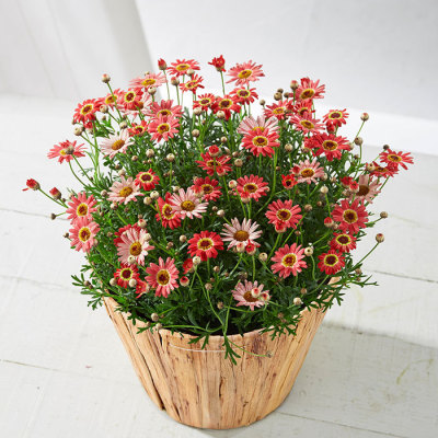 マーガレット「あんずな気持ち」