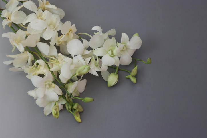 グレーの背景に置かれた白い蘭の花束