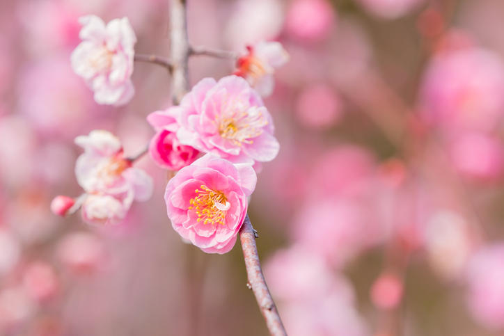 ピンク色の花が咲いている梅の木の枝