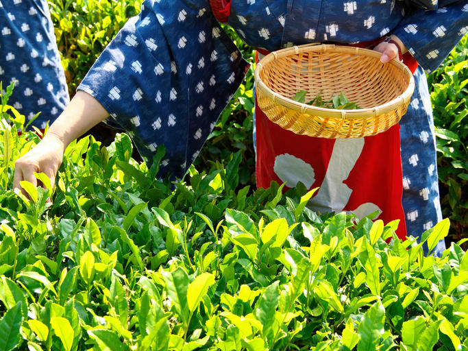 茶畑でかごを持った女性が茶摘みをしている様子