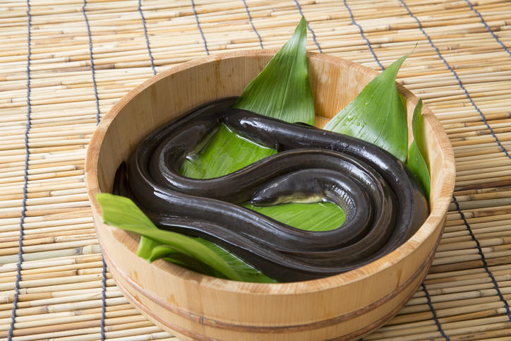 桶に入った数尾のうなぎ