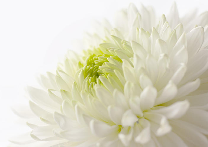 白い菊の様子
