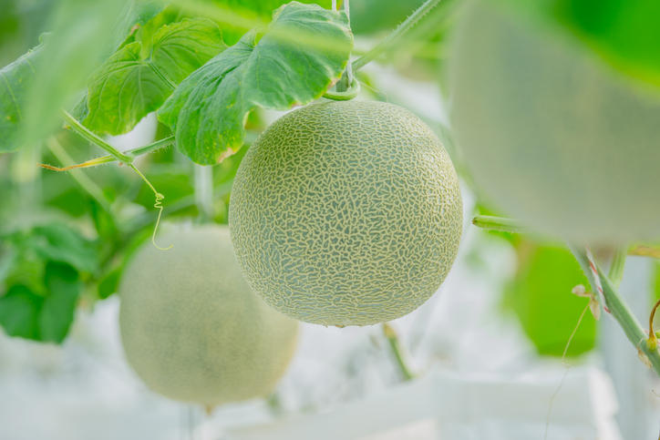 温室で栽培されているメロン