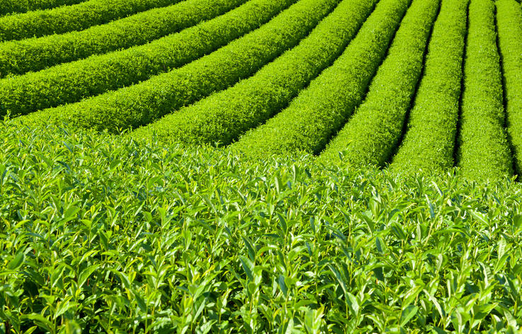 茶畑が萌黄色に染まっている様子